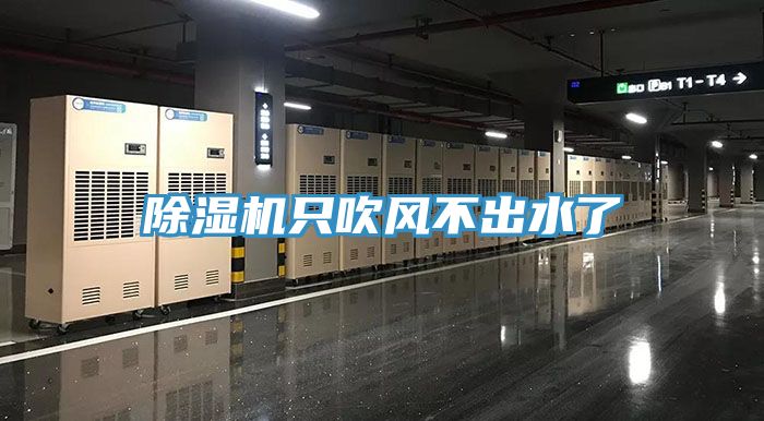猫咪成人官网只吹风不出水了