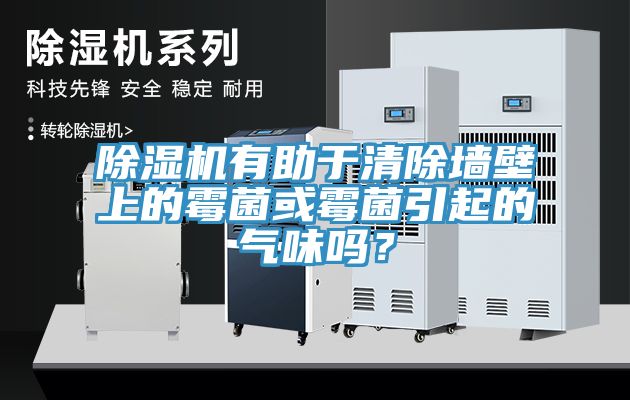猫咪成人官网有助于清除墙壁上的霉菌或霉菌引起的气味吗？