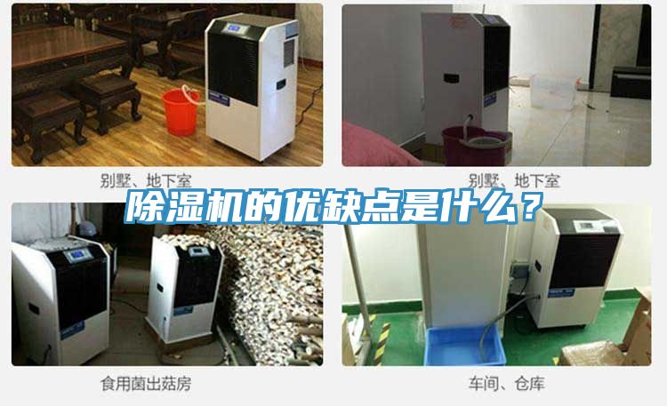 猫咪成人官网的优缺点是什么？