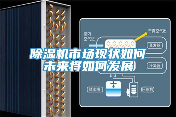 猫咪成人官网市场现状如何未来将如何发展