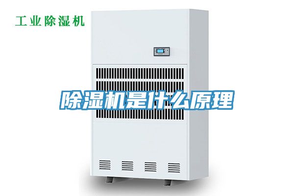 猫咪成人官网是什么原理