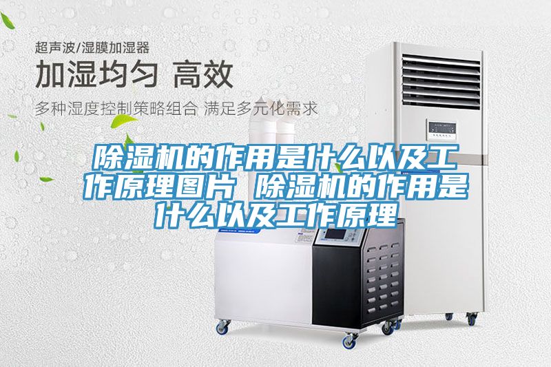 猫咪成人官网的作用是什么以及工作原理图片 猫咪成人官网的作用是什么以及工作原理