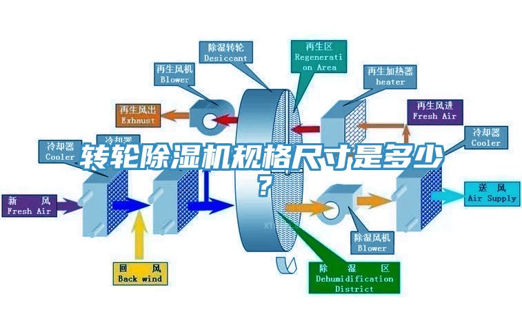 转轮猫咪成人官网规格尺寸是多少？