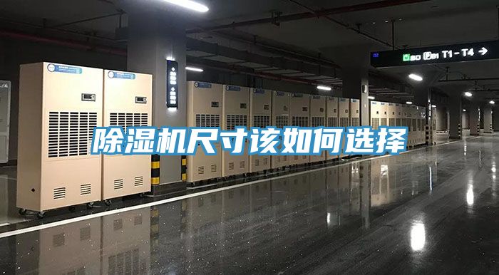 猫咪成人官网尺寸该如何选择