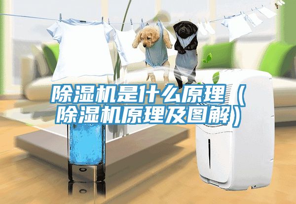 猫咪成人官网是什么原理（猫咪成人官网原理及图解）
