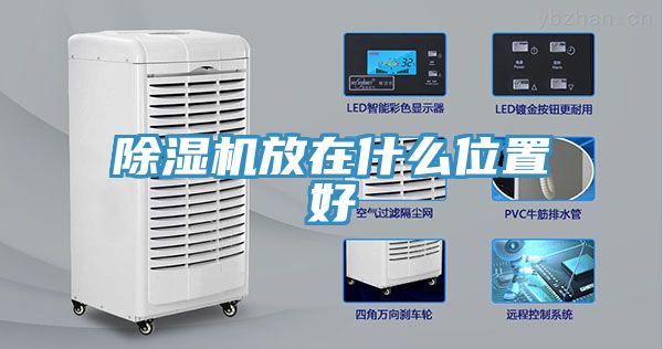 猫咪成人官网放在什么位置好