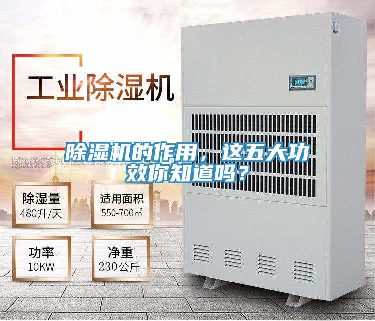 猫咪成人官网的作用，这五大功效你知道吗？